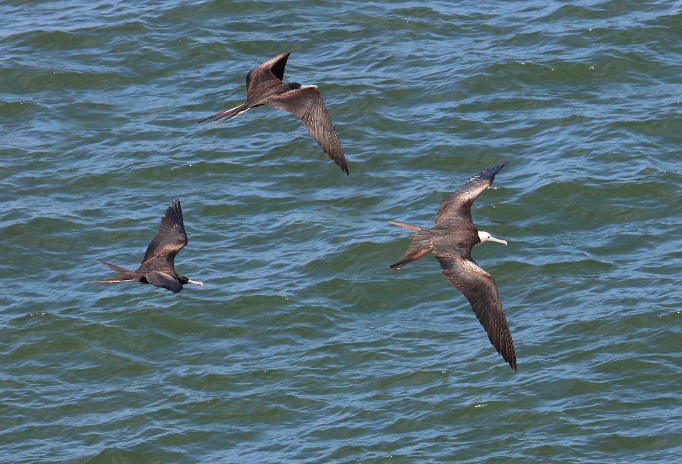 Tres fragatas volando sobre el mar