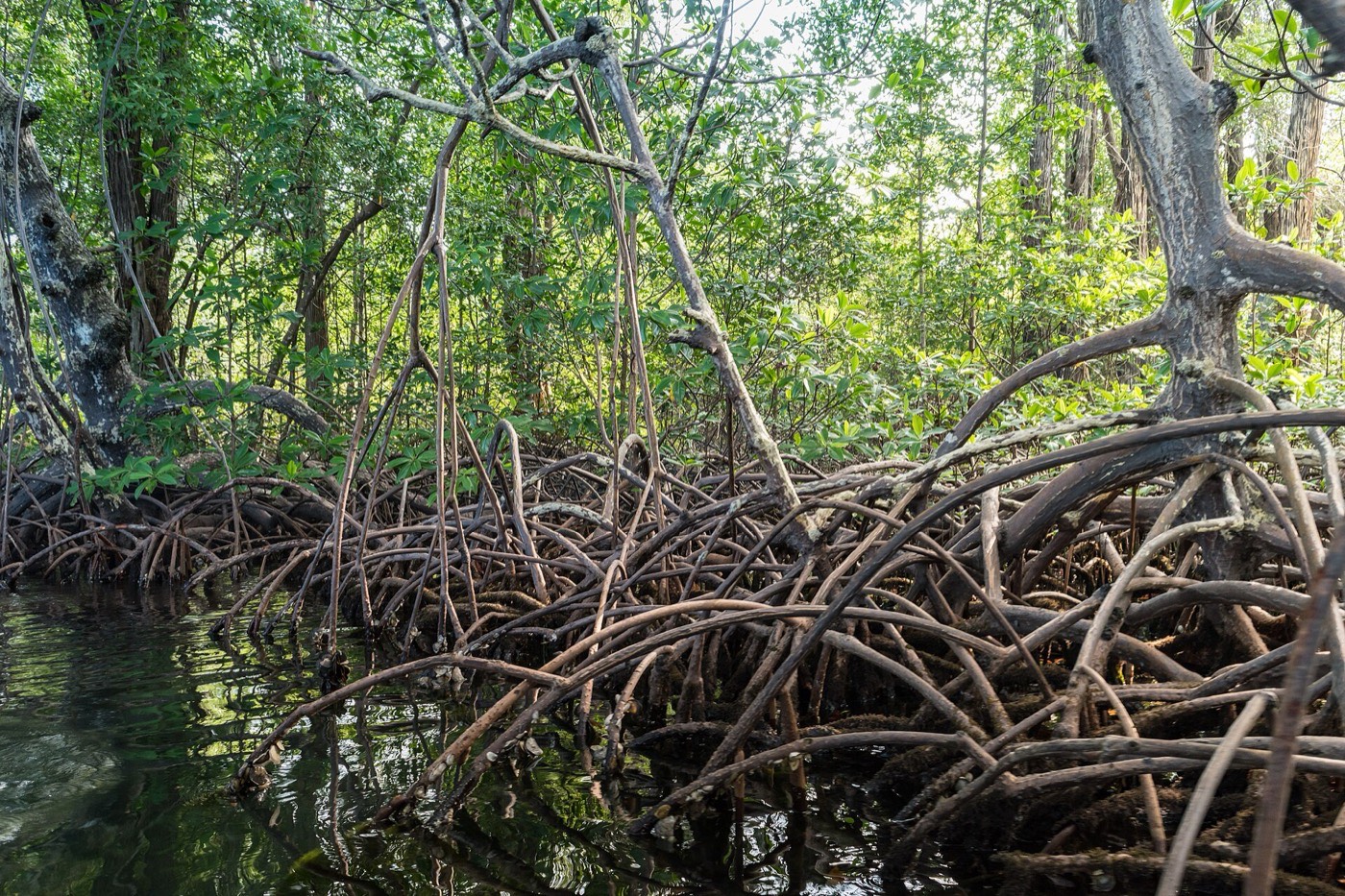 Raíces de mangle sobre el agua